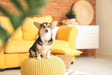 Evde şirin bir Corgi köpeği var.