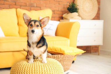 Evde şirin bir Corgi köpeği var.