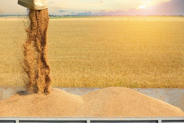 Pouring Wheat Seeds Unloader Body Truck — Stock Photo, Image