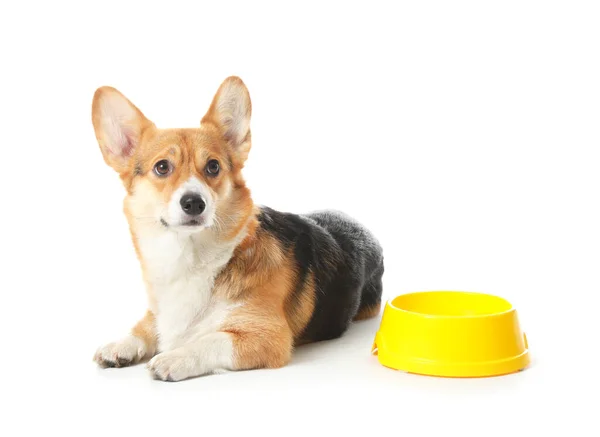 Mignon Chien Corgi Avec Bol Pour Nourriture Sur Fond Blanc — Photo