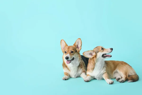Χαριτωμένο Corgi Σκυλιά Στο Φόντο Χρώμα — Φωτογραφία Αρχείου