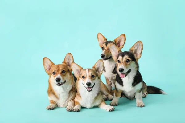 Cute Corgi Dogs Color Background — Stock Photo, Image