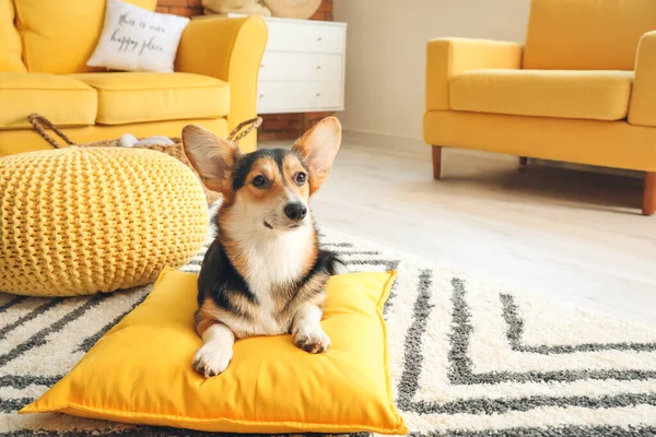 Cão Corgi Bonito Casa — Fotografia de Stock