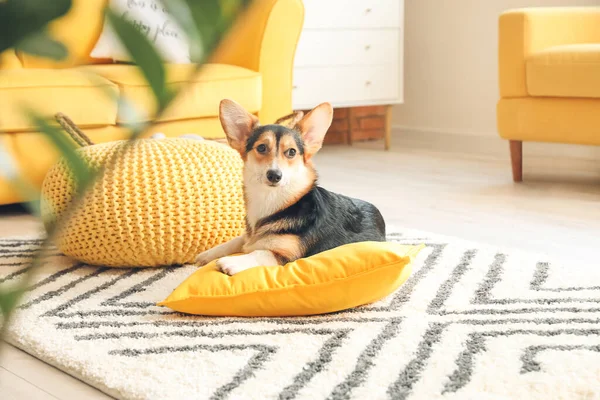 Cão Corgi Bonito Casa — Fotografia de Stock