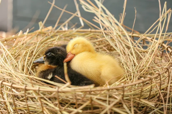 Lindos Patitos Con Paja Cesta — Foto de Stock