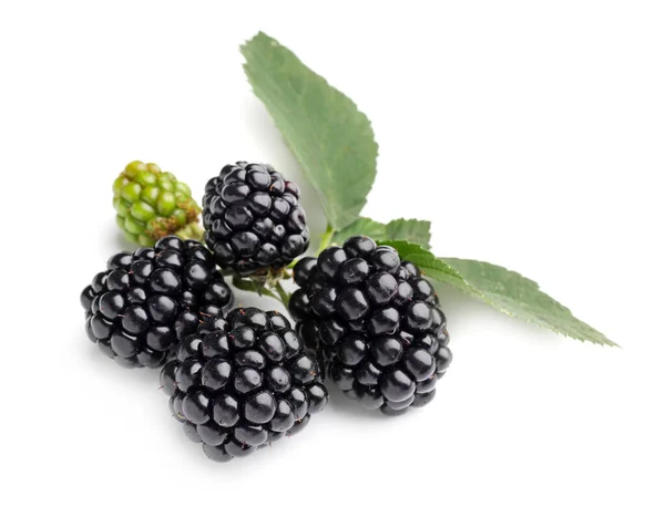 白色背景的黑莓味 — 图库照片