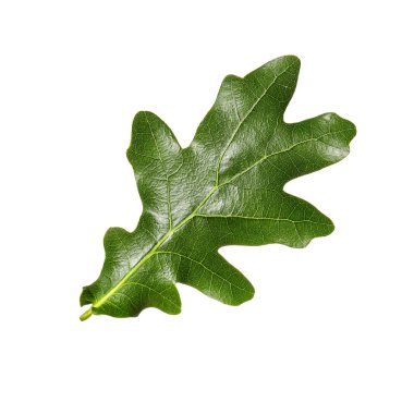 Beyaz arkaplanda yeşil meşe yaprağı