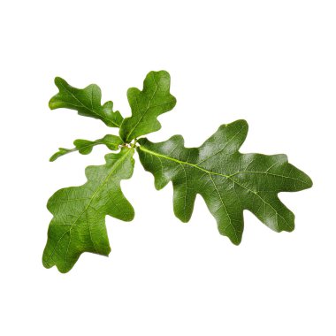 Beyaz arkaplanda yeşil meşe yaprakları