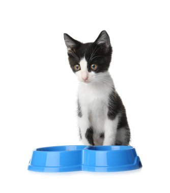 Beyaz arka planda bir kase yiyeceği olan sevimli komik kedi yavrusu.