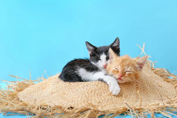 Cute Funny Kittens Hat Color Background — Stock Photo, Image