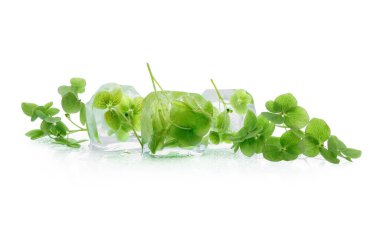 Donmuş çiçekler beyaz arka planda buzda