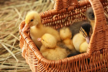 Masada şirin ördek yavruları olan sepet.