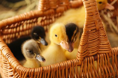 Sepette şirin ördek yavruları, yakın plan.
