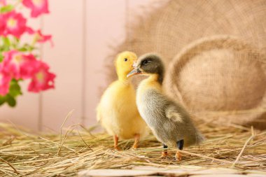 Masasında saman olan sevimli ördek yavruları.