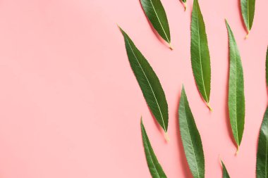 Renk arkaplanındaki yeşil osier yaprakları