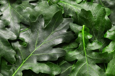 Arkaplan olarak yeşil meşe yaprakları