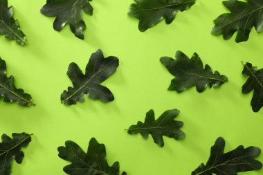 Renkli arkaplanda yeşil meşe yaprakları