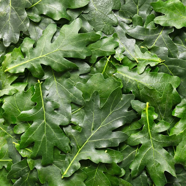 Green oak leaves as background