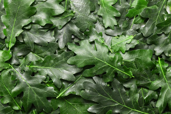 Зелене Листя Дуба Фон — стокове фото