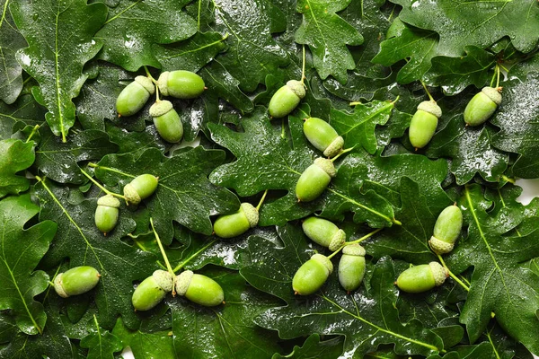 Πράσινα Φύλλα Βελανιδιάς Φόντο Βελανίδια — Φωτογραφία Αρχείου
