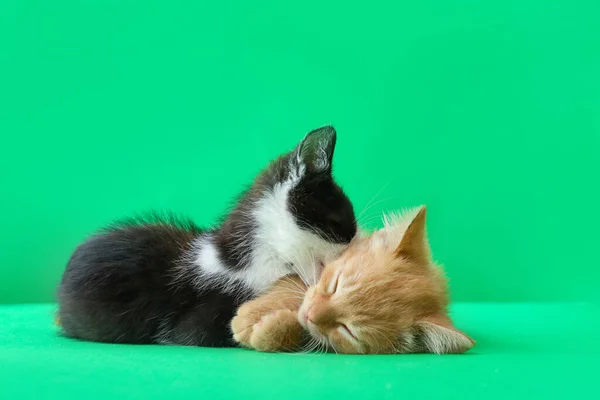 Nette Lustige Kätzchen Auf Farbigem Hintergrund — Stockfoto