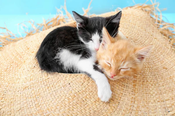 Söta Roliga Kattungar Hatt Färg Bakgrund — Stockfoto