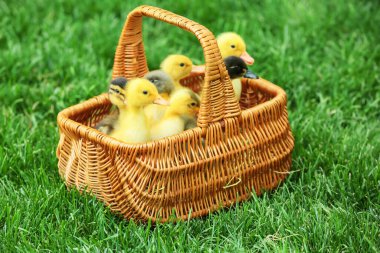 Yeşil çimlerde sepetteki şirin ördek yavruları.