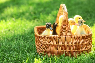 Yeşil çimlerde sepetteki şirin ördek yavruları.