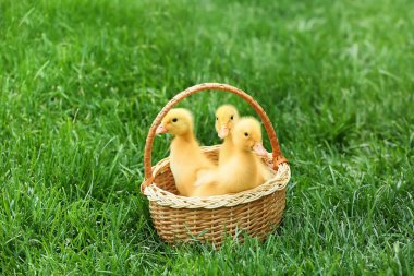 Yeşil çimlerde sepetteki şirin ördek yavruları.