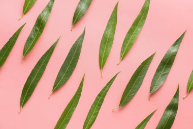 Renk arkaplanındaki yeşil osier yaprakları