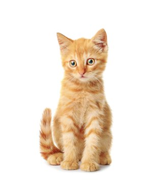 Beyaz arka planda sevimli komik kedi yavrusu