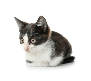 Beyaz arka planda sevimli komik kedi yavrusu