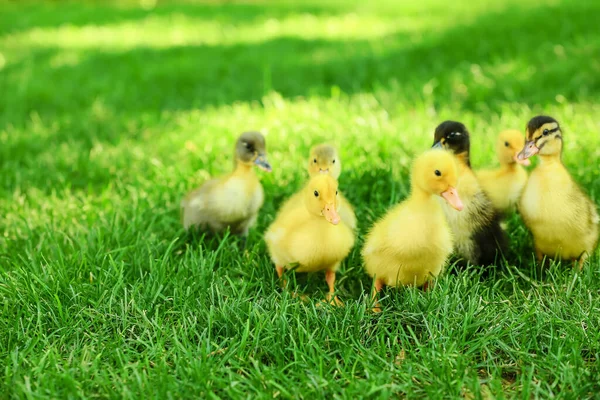 Cute Ducklings Green Grass — Stock Photo, Image