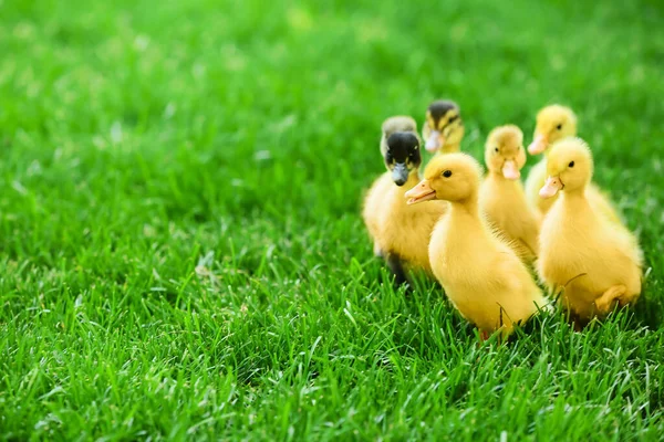 Cute Ducklings Green Grass — Stock Photo, Image