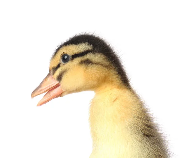 Cute Duckling White Background — Stock Photo, Image
