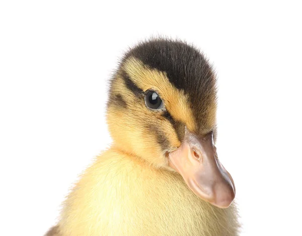 Cute Duckling White Background — Stock Photo, Image