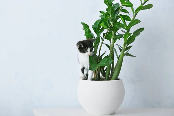 Curious Kitten Houseplant Table Home — Stock Photo, Image