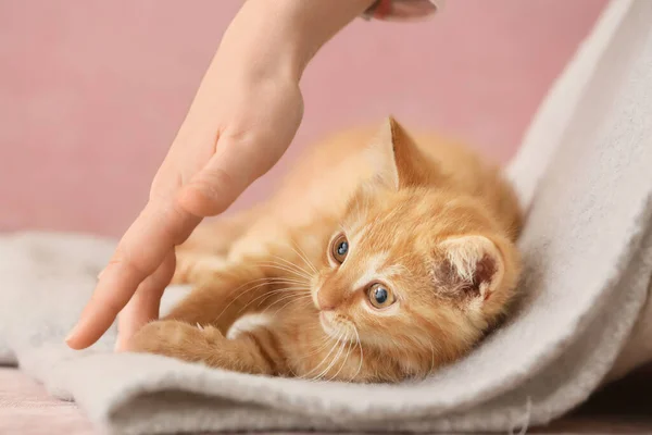 Mulher Brincando Com Gatinho Engraçado Bonito Casa — Fotografia de Stock