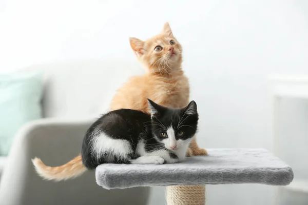 Cute Funny Kittens Home — Stock Photo, Image
