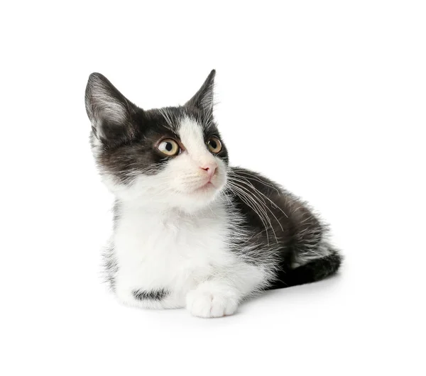 Schattig Grappig Kitten Witte Achtergrond — Stockfoto