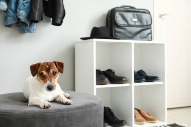 Modern salonda güzel bir köpek pouf 'un üzerinde yatıyor.
