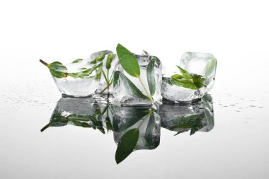 Donmuş yapraklar beyaz arkaplanda buzun içinde