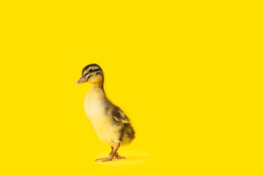 Renkli ördek yavrusu.