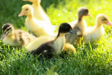 Yeşil çimlerde sevimli ördek yavruları