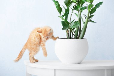 Evdeki ev bitkisinin yanında meraklı kedi yavrusu.