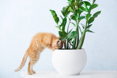 Evdeki ev bitkisinin yanında meraklı kedi yavrusu.