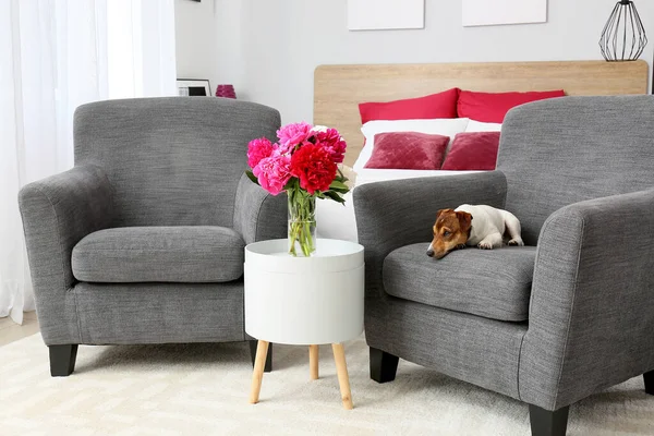 Cute Dog Armchair Home — Stock Photo, Image
