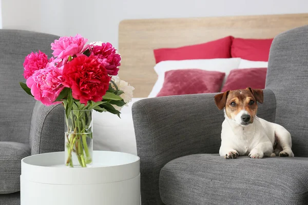 Cão Bonito Poltrona Casa — Fotografia de Stock