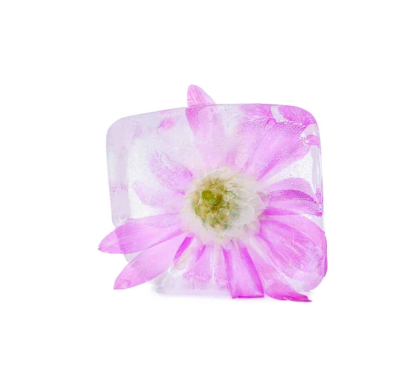 Gefrorene Blume Eis Auf Weißem Hintergrund — Stockfoto