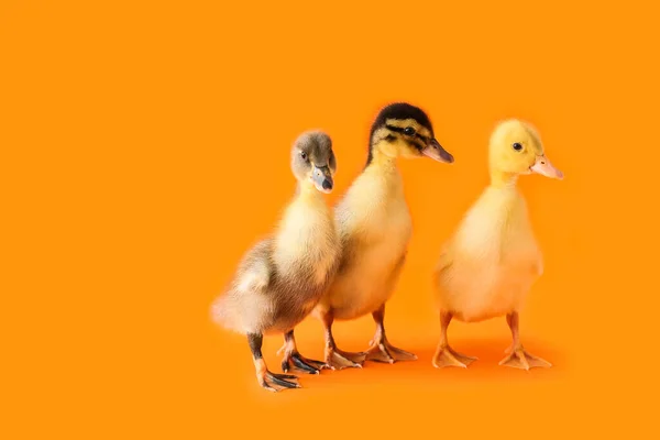 Cute Ducklings Color Background — Stock Photo, Image